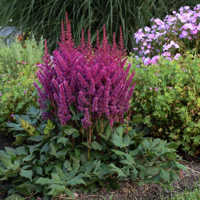 Astilbe chinensis 'Visions' (False Spirea) perennial, pink flowers