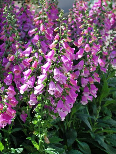 Digitalis x Pink Panther® (Foxglove)