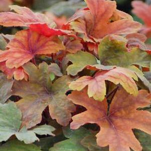 Heucherella 'Sweet Tea' (Foamy Bells)