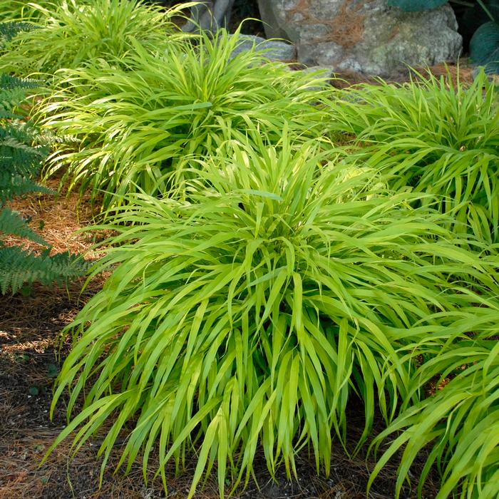 Hakonechloa macra 'All Gold' (Japanese Forest Grass)