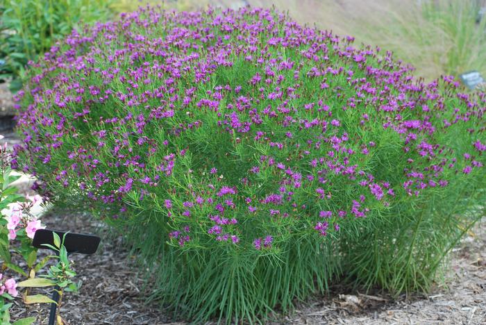 Threadleaf Ironweed (Vernonia lettermannii 'Iron Butterfly')