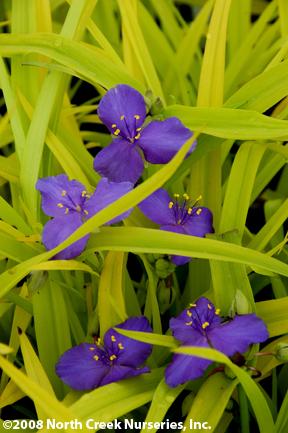 Tradescantia andersoniana 'Sweet Kate' (Spiderwort)