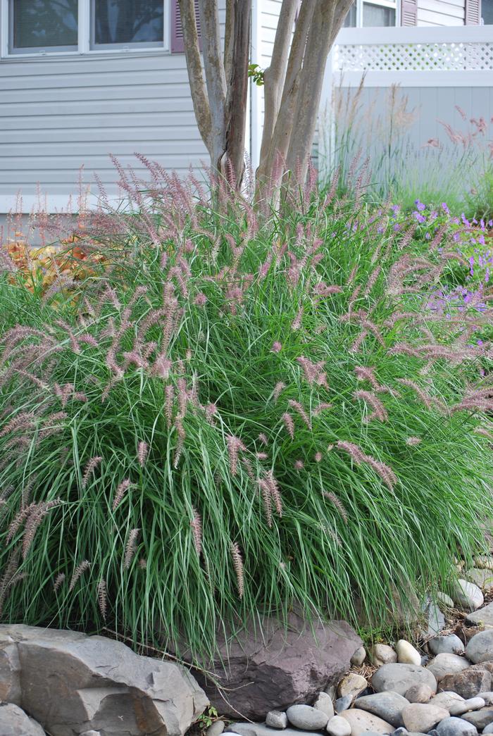 Oriental Pink Fountain Grass (Pennisetum orientale 'Karley Rose')