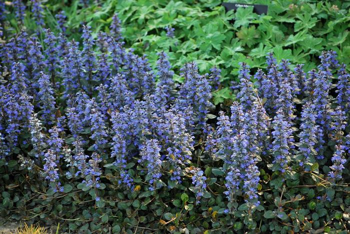 Ajuga x 'Chocolate Chip' (Bugle Weed) perennial