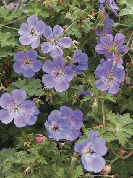 Geranium x 'Rozanne' (Cranesbill)