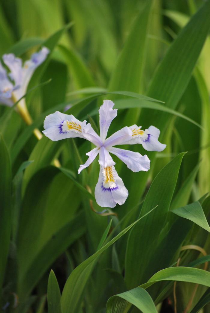 Iris cristata 'Powder Blue Giant' (Dwarf Crested Iris)