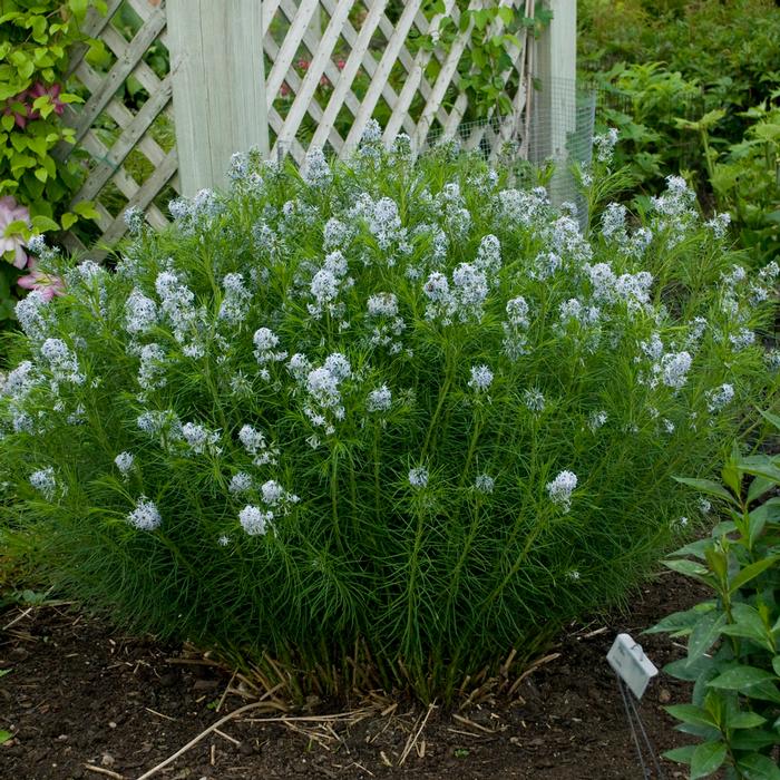 Thread-leaf Blue Star (Amsonia hubrichtii)