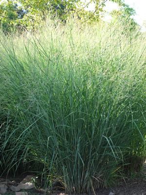 Panicum virgatum 'Cloud Nine' (Blue Switchgrass)