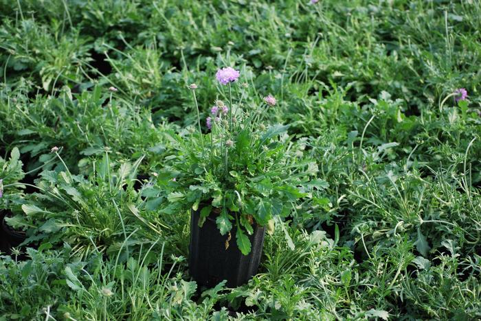 Scabiosa columbaria 'Pink Mist' (Pincushion Flower)