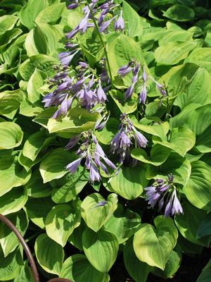 Hosta x 'Golden Tiara' (Plantain Lily)