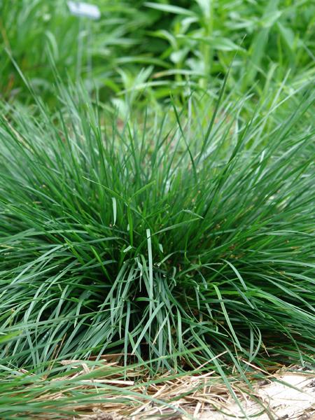 Golden Dew Tufted Hairgrass (Deschampsia cespitosa 'Goldtau')