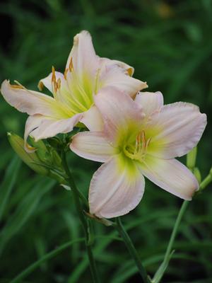 Hemerocallis 'Catherine Woodbury' (Daylily)