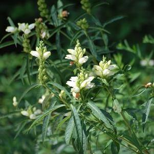 White Turtlehead (Chelone glabra)