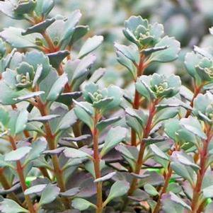 Sedum cauticola 'Lidakense' (Stonecrop)