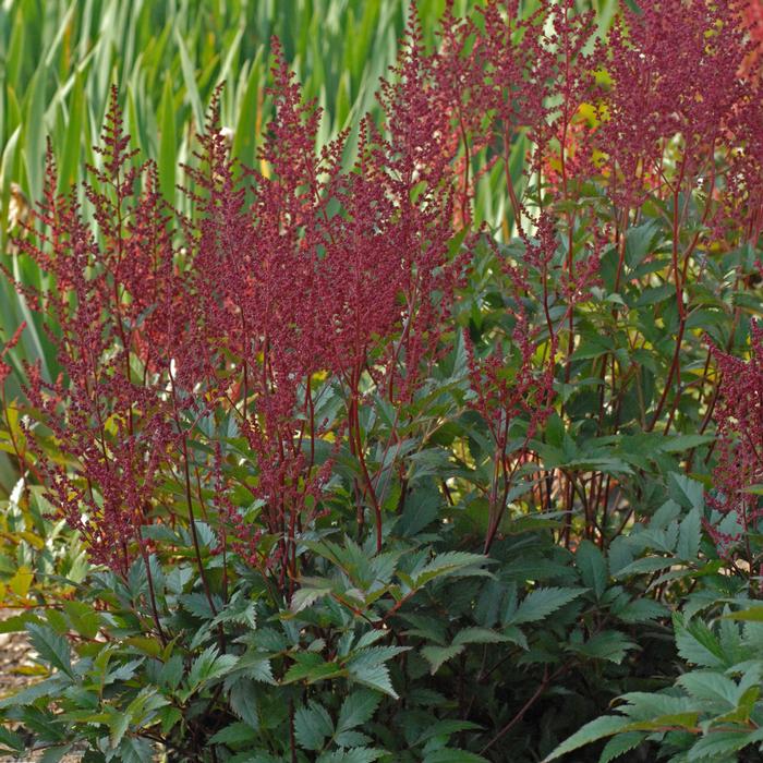 Astilbe japonica 'Montgomery' (False Spirea) perennial, red flower