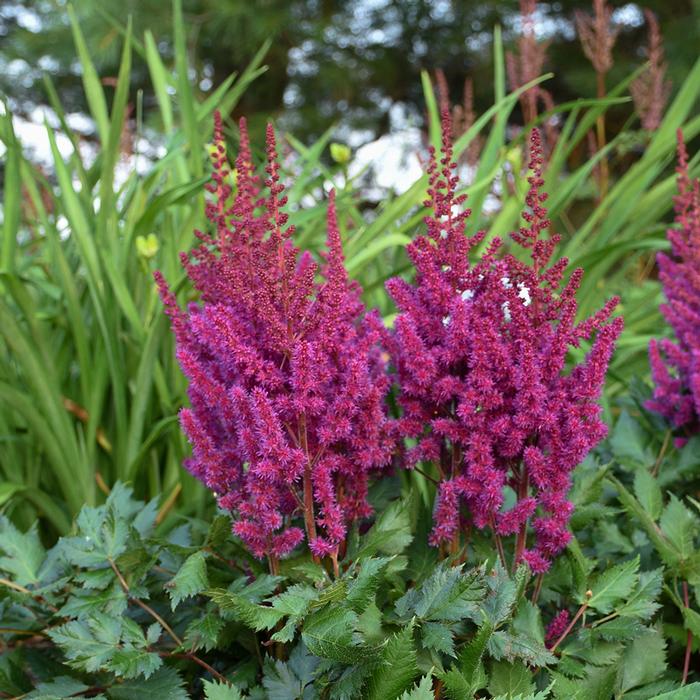 Astilbe chinensis 'Vision in Red' (False Spirea) perennial, pink flowers