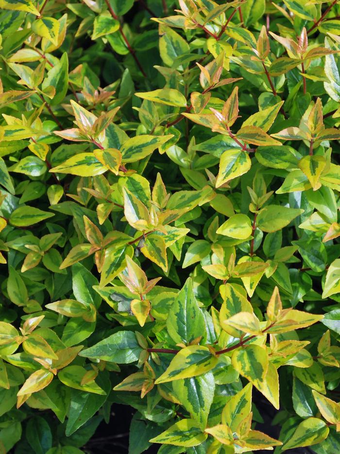 Variegated Abelia (Abelia x grandiflora 'Kaleidoscope')