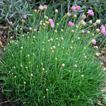 Thrift (Armeria maritima 'Splendens')