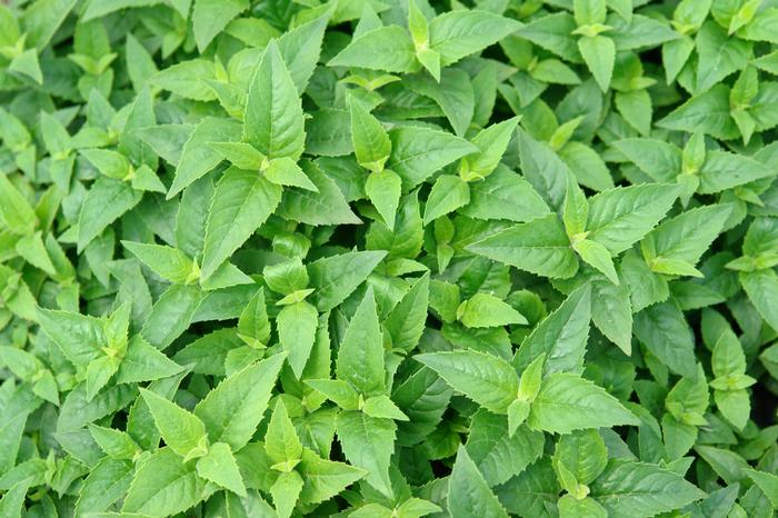 Monarda didyma 'Petite Delight' (Dwarf Bee Balm)