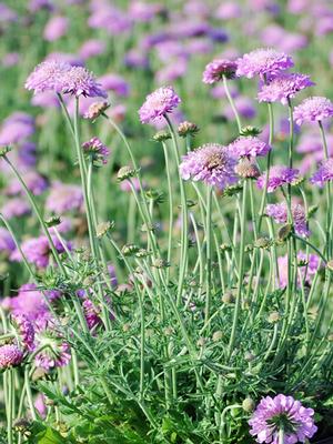 Scabiosa columbaria 'Pink Mist' (Pincushion Flower)