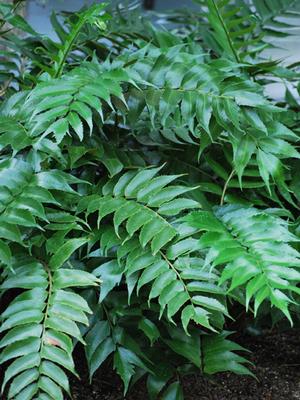 Japanese Holly Fern (Cyrtomium falcatum 'Rochfordianum')