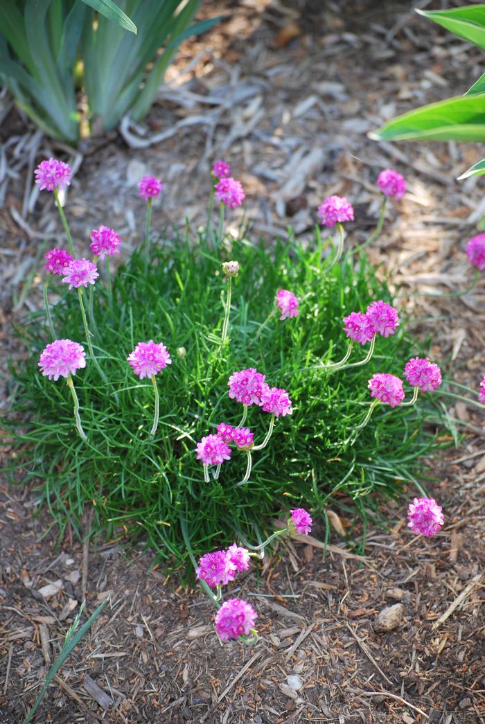 Thrift (Armeria maritima 'Splendens')