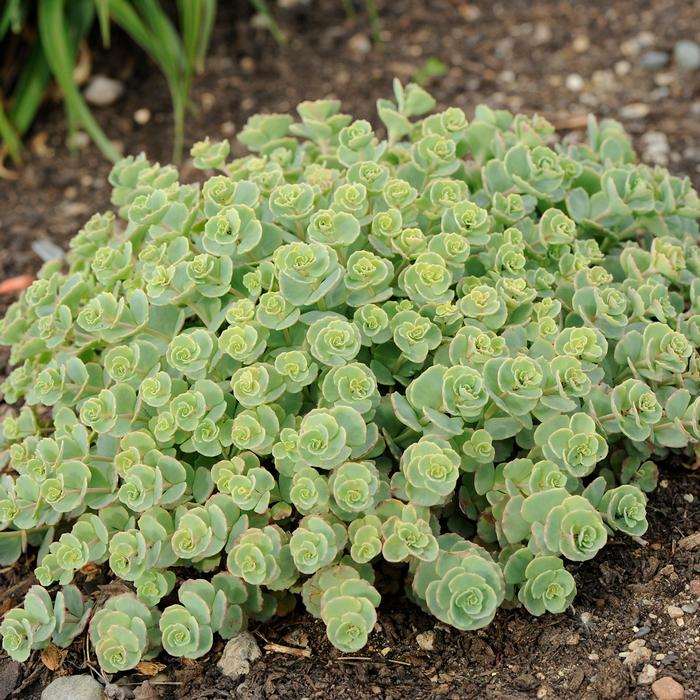 Sedum sieboldii (Stonecrop)