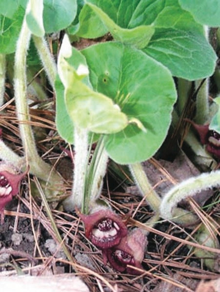 Wild Ginger (Asarum canadense)