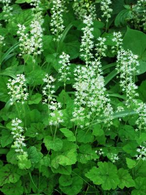 Tiarella cordifolia 'Running Tapestry' (Foam Flower)