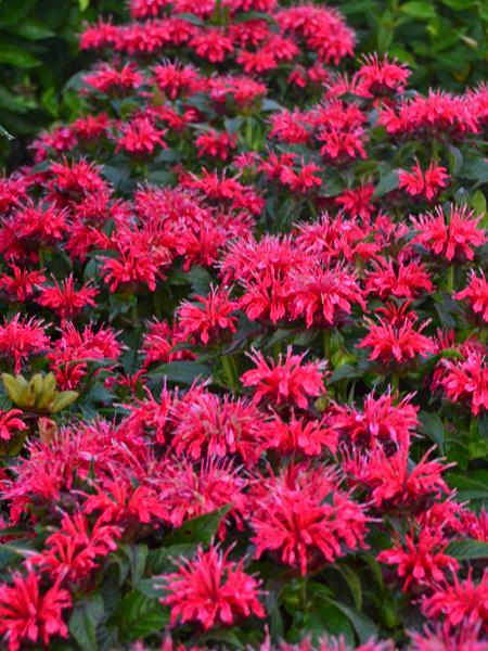 Monarda x 'Cherry Pops' (Sugar Buzz®  Bee Balm)