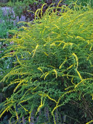 Solidago rugosa 'Fireworks' (Goldenrod)