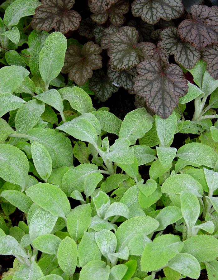 Stachys byzantina 'Silver Carpet' (Lamb's Ear)