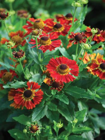 Helenium autumnale Mariachi™'Salsa' (Helen's Flower, Sneezeweed)