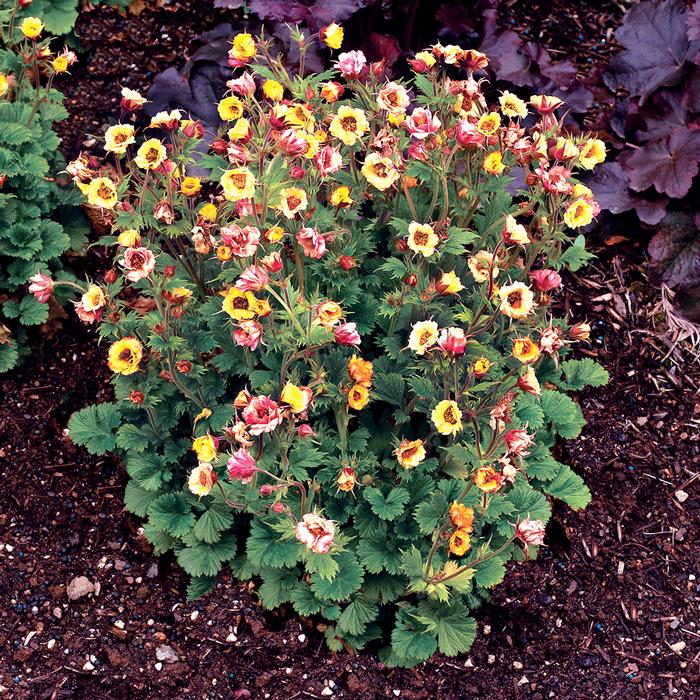 Geum Tempo™Yellow (Avens)