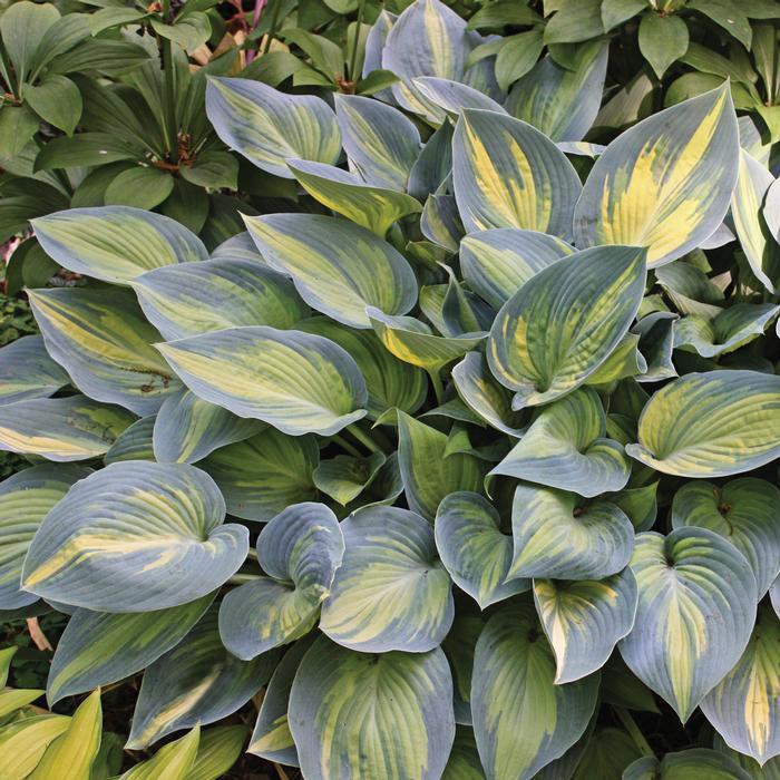 Hosta x 'June' (Plantain Lily)