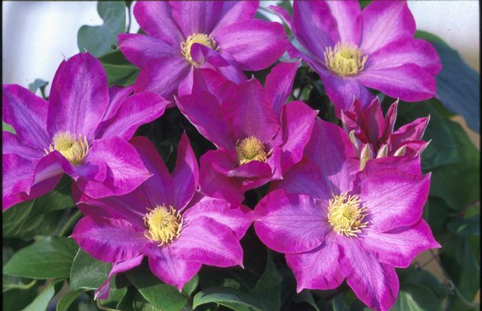 Clematis hybrid 'Pink Champagne™ (Hybrid Clematis)