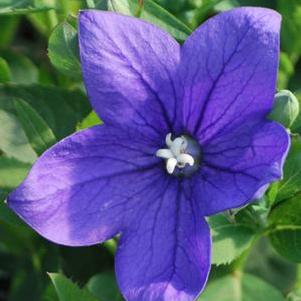 Platycodon grandiflorus 'Astra Blue' (Balloon Flower)