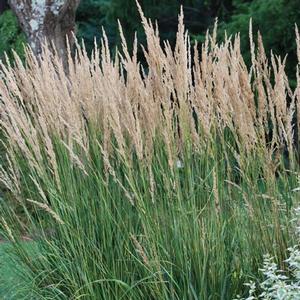 Calamagrostis x acutiflora 'Karl Foerster' (Feather Reed Grass)