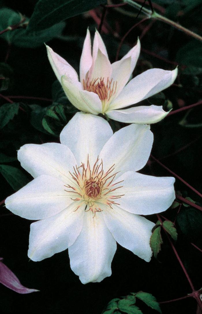 Clematis hybrid 'Henryii' (Hybrid Clematis)