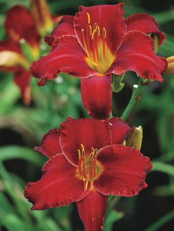 Hemerocallis 'Chicago Apache' (Daylily)