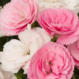 Dianthus Constant Cadence® Peach Milk (Garden Pinks), pink and white flowers