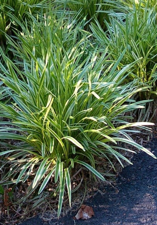 Variegated Lilyturf (Liriope muscari 'Variegata')