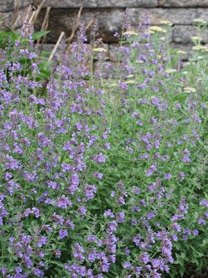 Nepeta x faassenii 'Walker's Low' (Catmint)