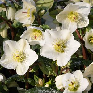 Helleborus HGC® Ice N' Roses® White (Helleborus Gold Collection® Lenton Rose)