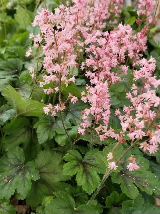 Heucherella 'Pink Revolution' (Foamy Bells)