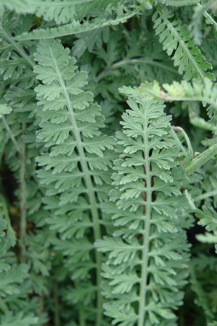 Achillea x 'Moonshine' (Yarrow) perennial