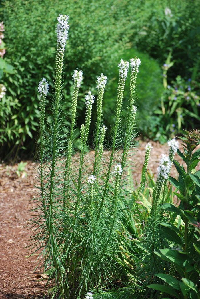 White Gay Feather (Liatris spicata 'Floristan White')