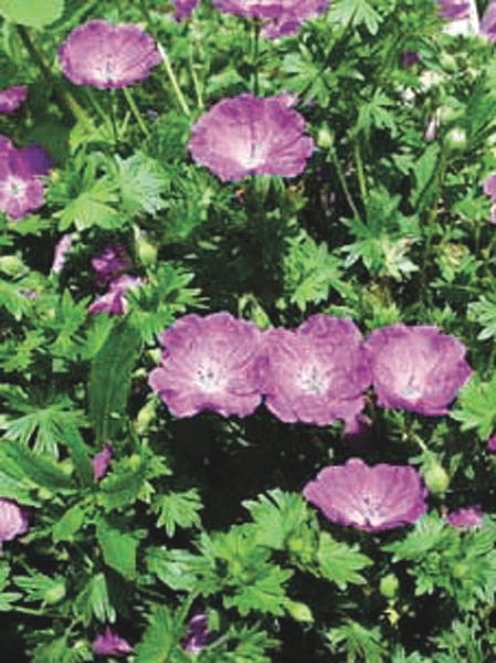 Geranium sanguineum 'Max Frei' (Cranesbill)