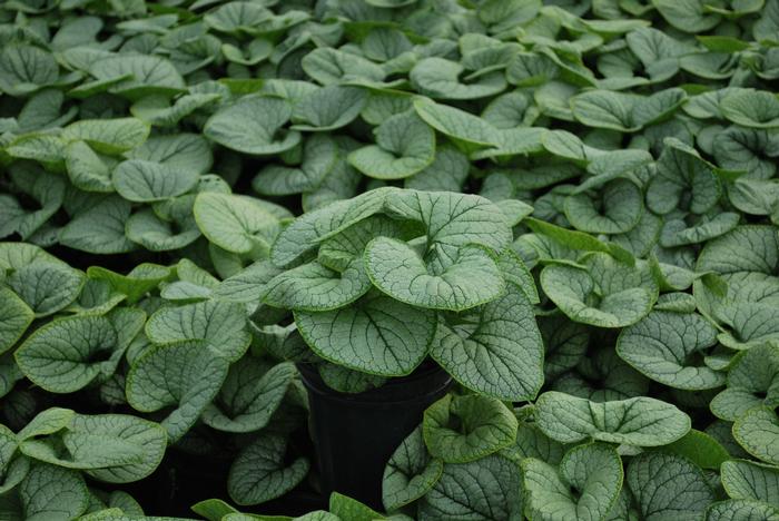 Silver Heart Forget-me-not (Brunnera macrophylla 'Silver Heart')