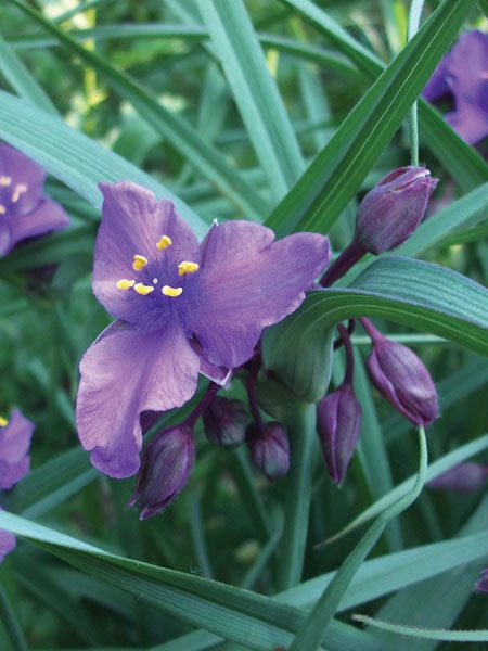 Tradescantia 'Concord Grape' (Spiderwort)